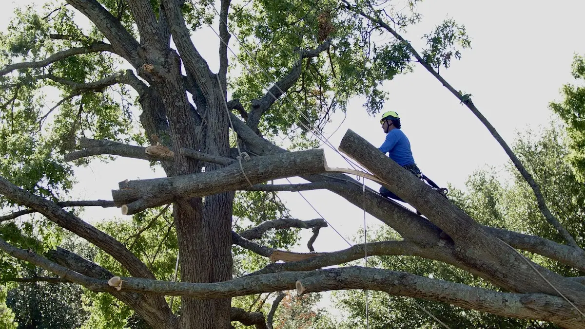 Professional Crown Thinning performed by certified arborists in Spring